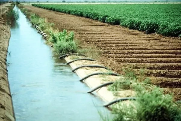 尼罗河灌溉: 埃及农业生存之本